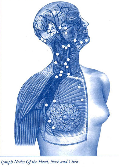 Lymph and health - Lifeline