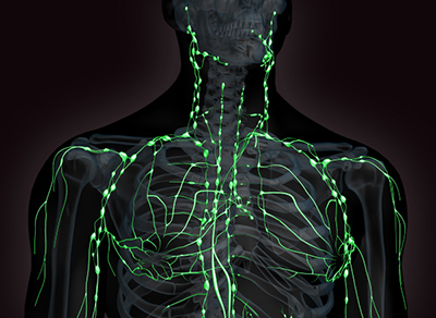 Lymphatic System and Your Health - Lifeline