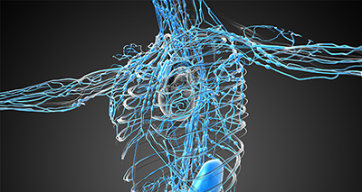 Lymphatic System - Rejuvenation